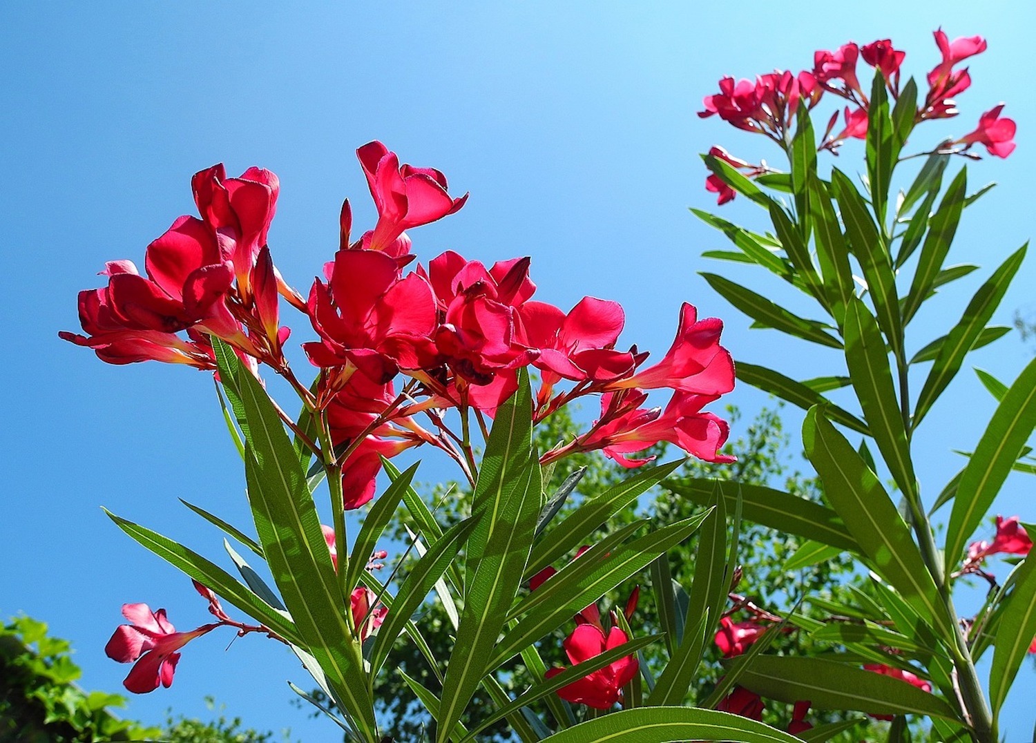 Oleander_ tajemniczy kwiat o leczniczych właściwościach i potencjalnych zagrożeniach