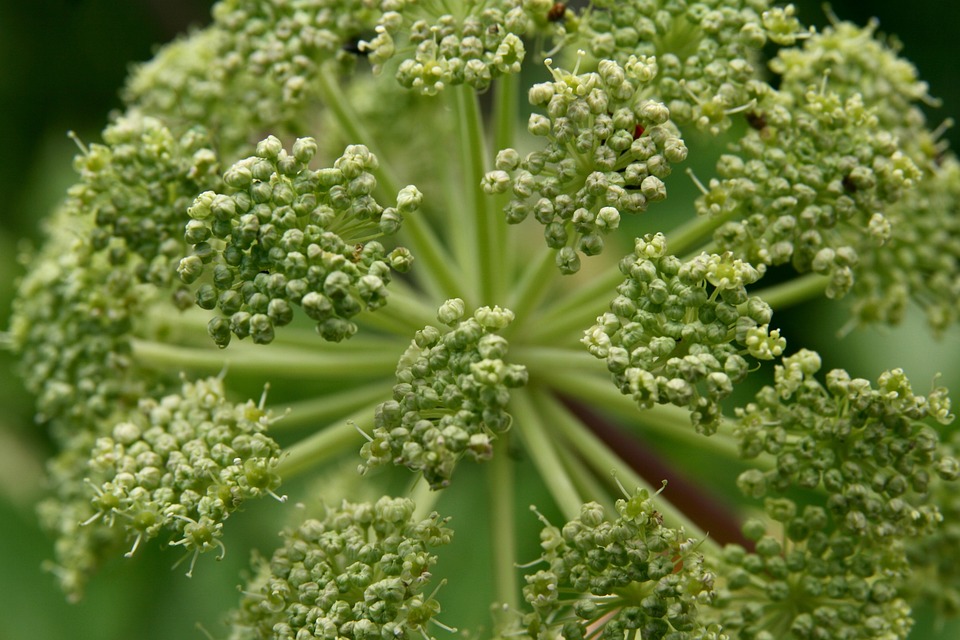 angelica-l-4284053_960_720