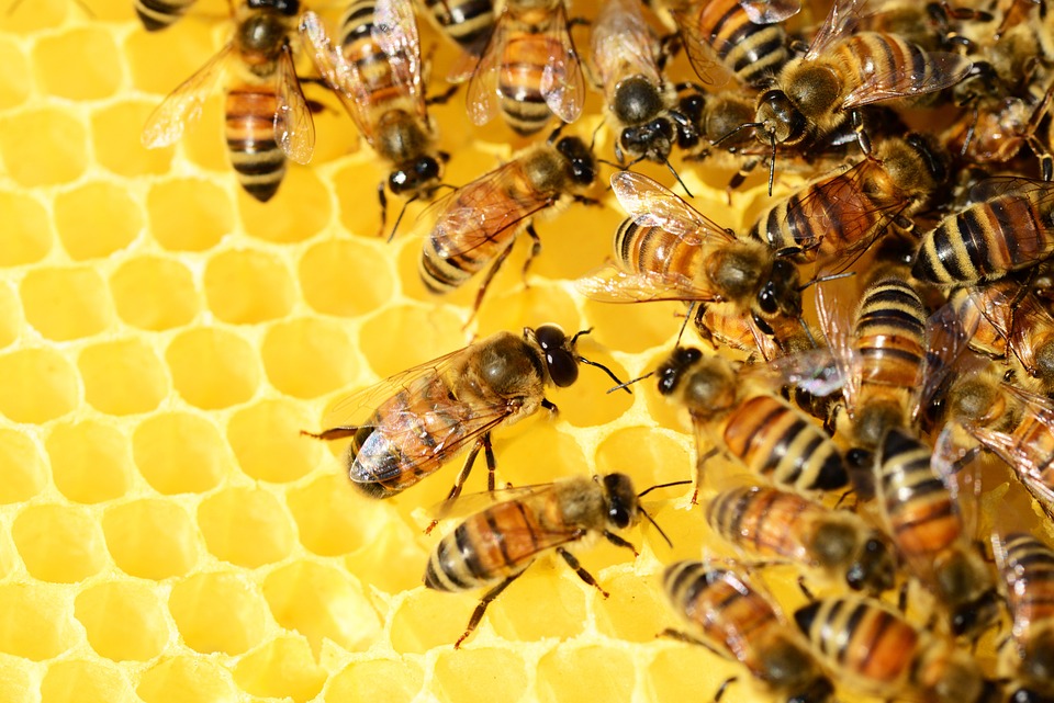 bees-326337_960_720