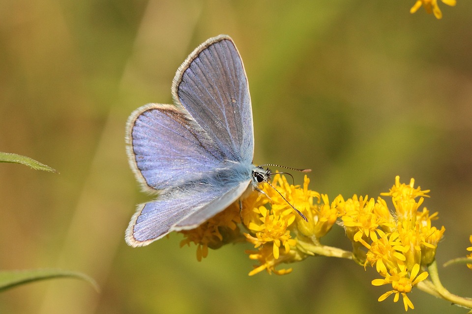 common-blue-butterfly-7361546_960_720
